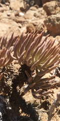 Tylecodon wallichii