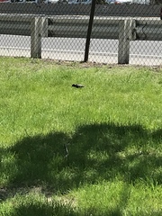 Sturnus vulgaris