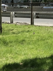 Sturnus vulgaris
