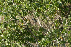 Lybius leucocephalus
