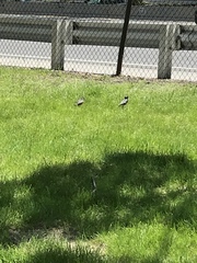 Sturnus vulgaris