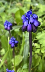 Muscari commutatum