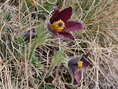 Pulsatilla rubra