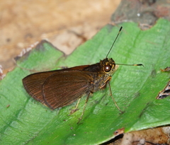 Papias phaeomelas