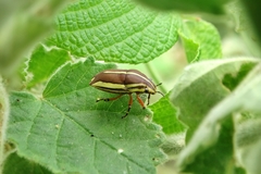 Agonosoma flavolineatum