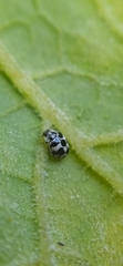 Psyllobora picta