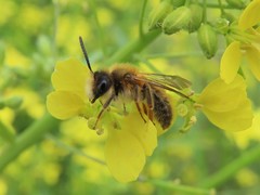 Andrena