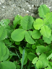 Trifolium hybridum