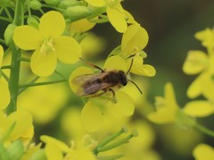 Andrena