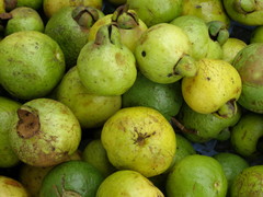 Psidium friedrichsthalianum