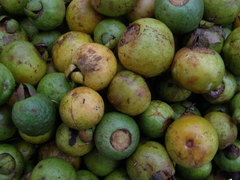 Psidium friedrichsthalianum