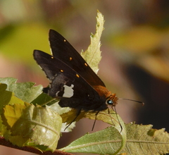 Epargyreus socus orizaba