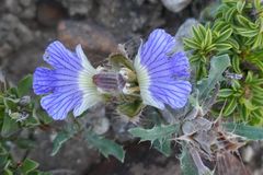 Blepharis procumbens