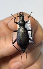 Carabus biebersteini