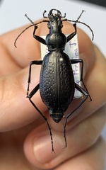 Carabus biebersteini