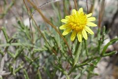 Euryops ericifolius