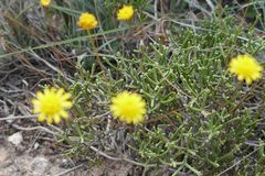 Euryops ericifolius