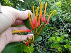 Psittacanthus dichrous