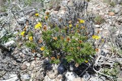 Osteospermum scabrum