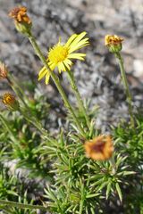 Osteospermum scabrum