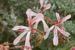 Pelargonium acetosum