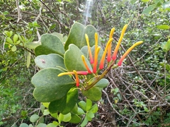 Psittacanthus dichrous