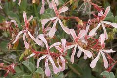 Pelargonium acetosum