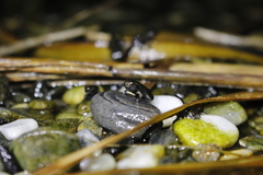 Bufo bankorensis