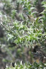 Achyranthemum recurvatum