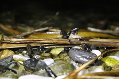 Bufo bankorensis