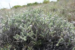 Achyranthemum recurvatum