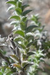 Achyranthemum recurvatum