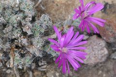 Trichodiadema intonsum