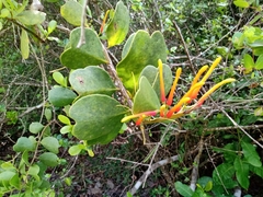 Psittacanthus dichrous