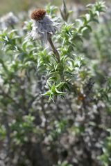 Achyranthemum recurvatum