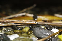 Bufo bankorensis