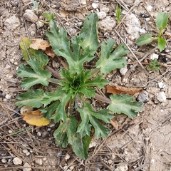 Saniculeae