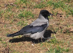 Corvus cornix