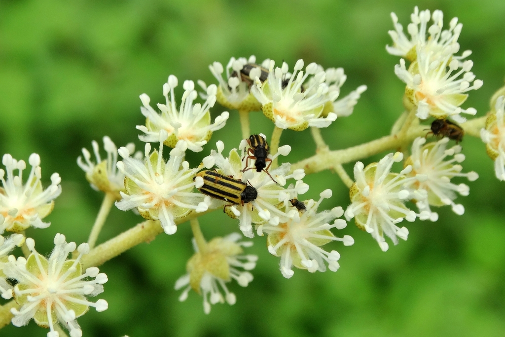 Astylus pallidipes