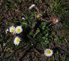 Bellis perennis