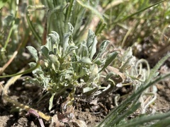Hesperevax sparsiflora