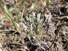 Hesperevax sparsiflora