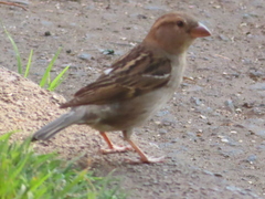 Passer domesticus
