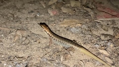 Concinnia sokosoma