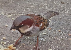 Passer domesticus