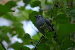 Melaenornis fischeri