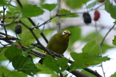 Zosterops kikuyuensis