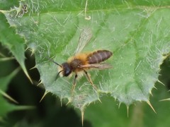Andrena
