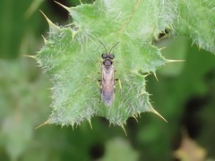 Tenthredo limbalis