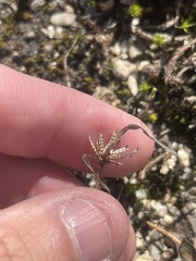 Cyperus granitophilus